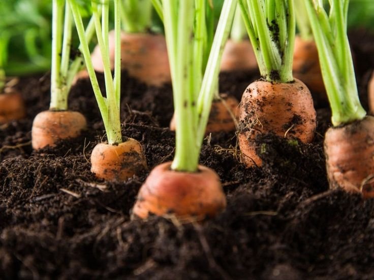 How to Grow Carrots – A Complete Guide From Seed to Harvest