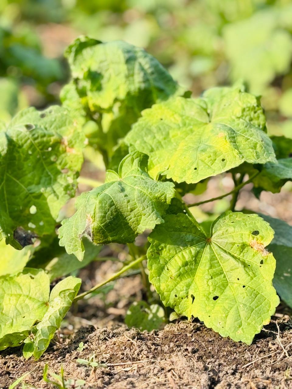 photo_2026-04-02_00-07-54